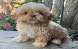 Shih Tzu dogs for sale: Andy - Image 8