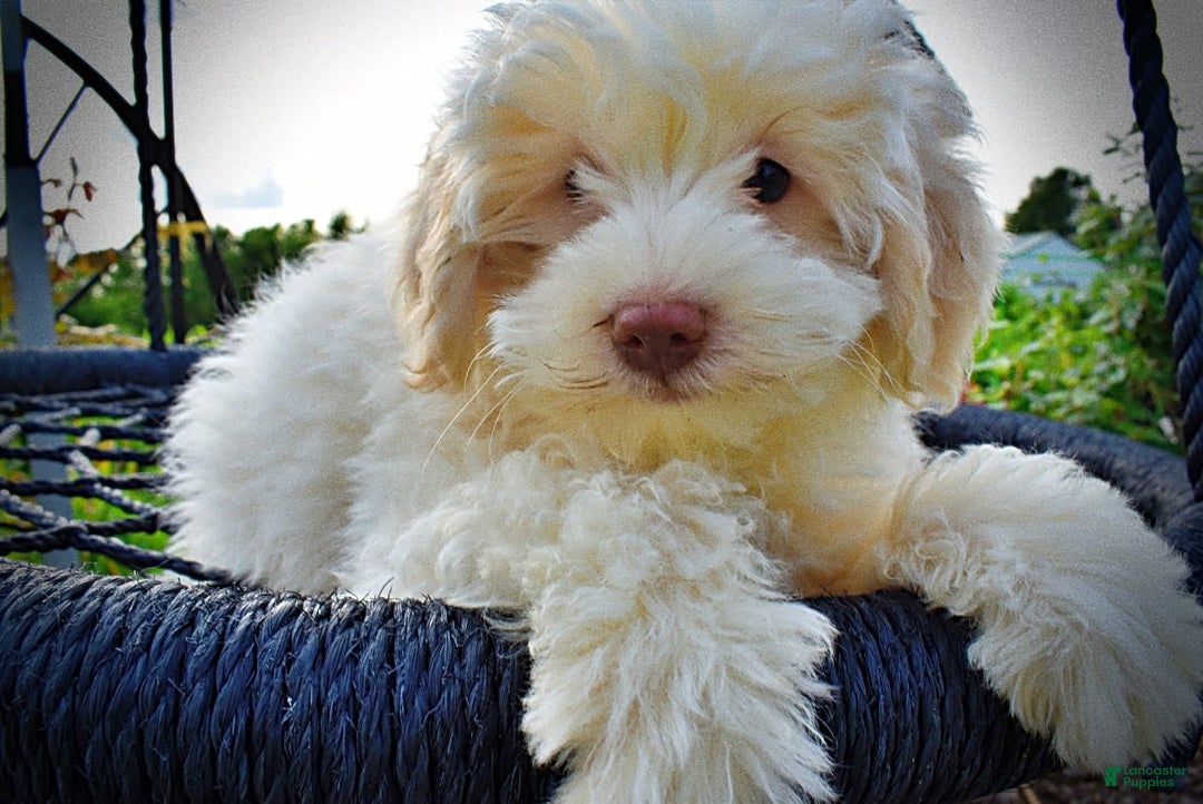 Havapoo dogs for sale: Valiant - Image 23