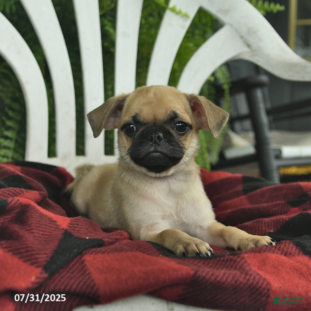 Pug dogs for sale: Pug 3 puppies - Image 9