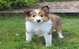 Shetland Sheepdog dogs for sale: Ritsy - Image 3