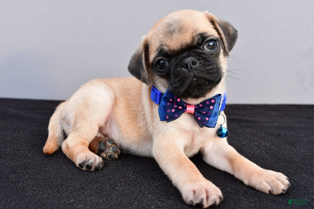 Pug dogs for sale: Pug 2 puppies - Image 3