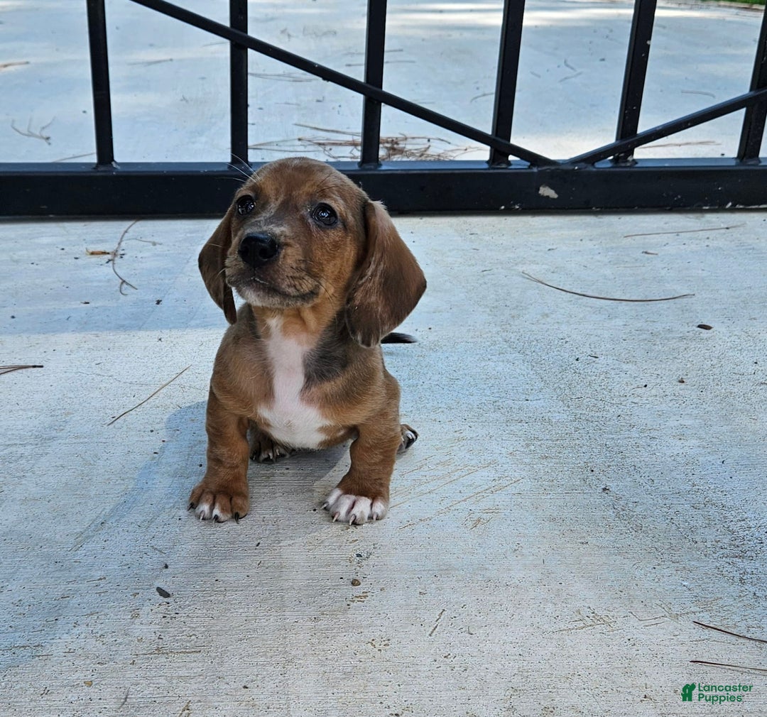 Miniature Dachshund dogs for sale: Flynn - Image 6