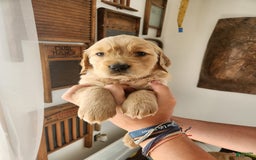 Golden Retriever dogs for sale: Miss Purple - Image 1