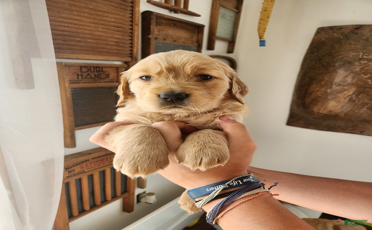 Golden Retriever dogs for sale - Ad 2
