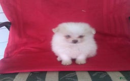 Pomeranian dogs for sale: Sandy - Image 3