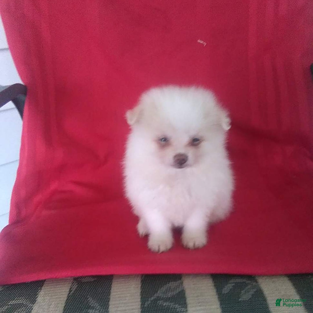 Pomeranian dogs for sale: Sandy - Image 3