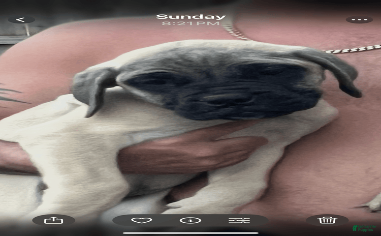 Bullmastiff dogs - Advert 1