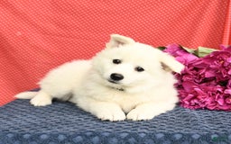 American Eskimo dogs for sale: Magnolia - Image 1