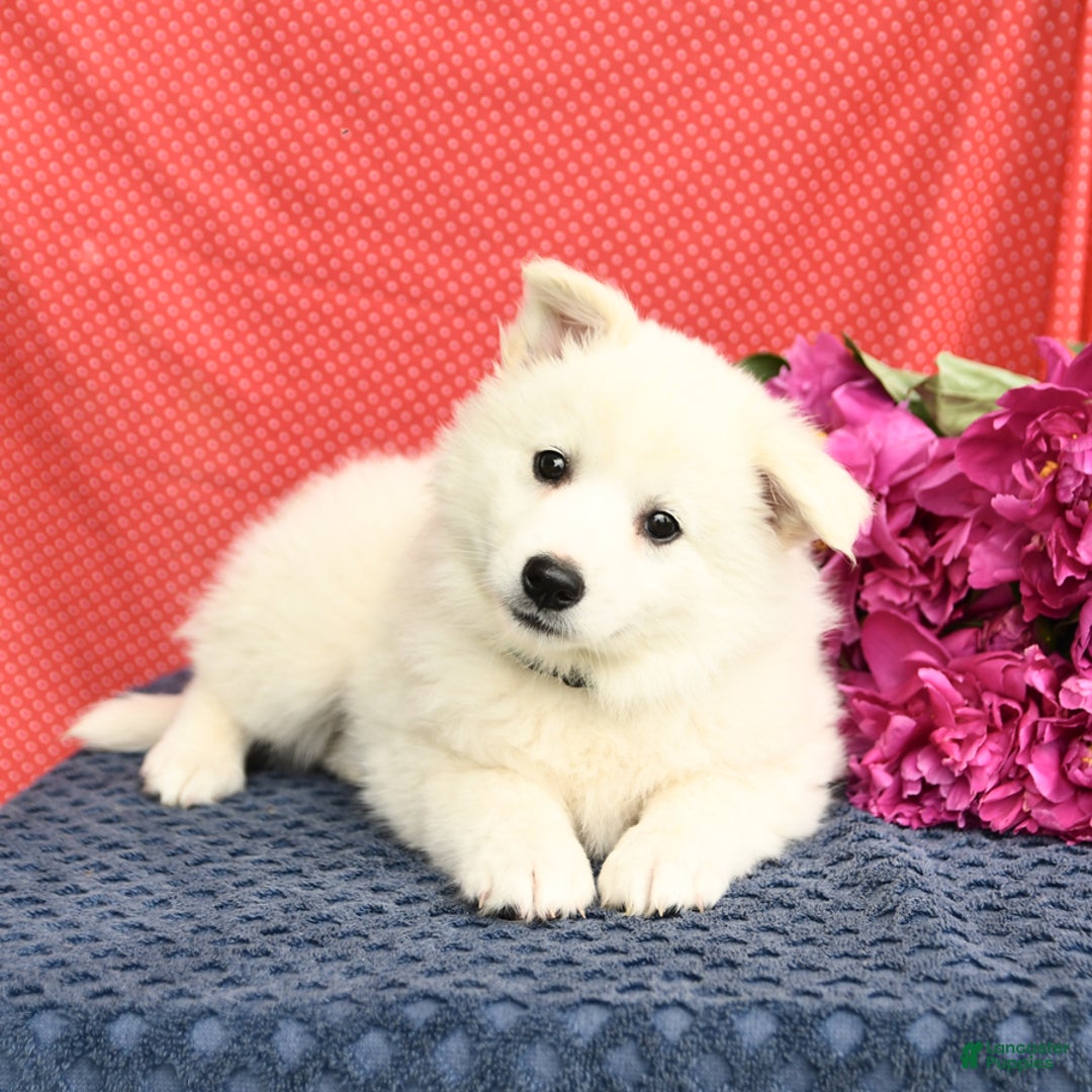 American Eskimo dogs for sale: Magnolia - Image 1