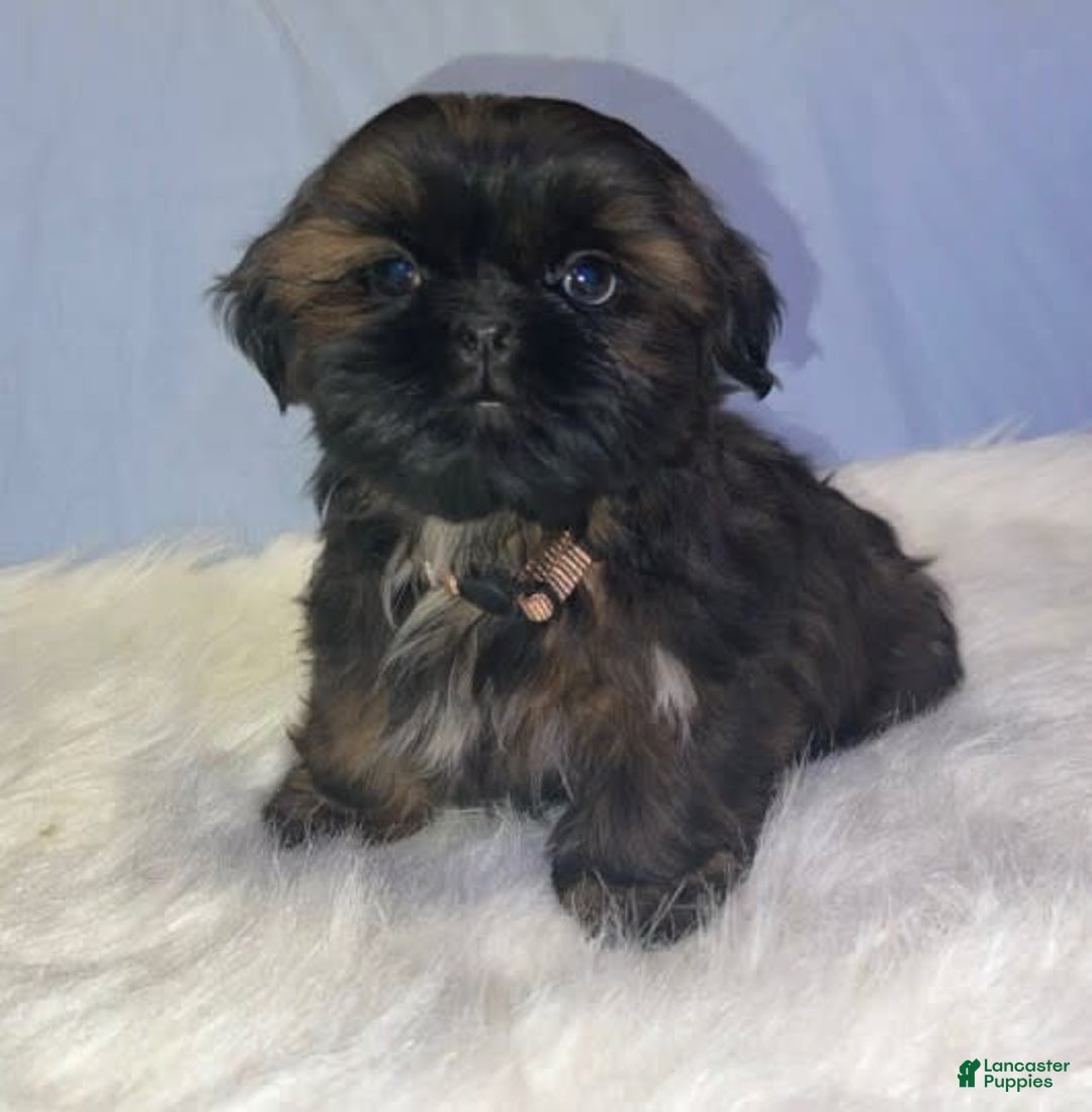 Shih Tzu dogs for sale: June Bug Brown - Image 3