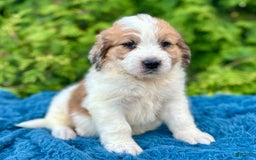 Saint Berdoodles dogs for sale: Bruno - Image 2