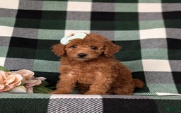Mini Goldendoodle dogs for sale: Kamryn Hypoallergenic - Image 5