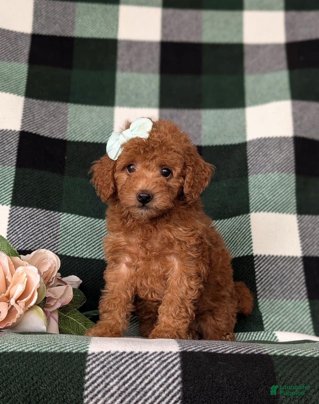 Mini Goldendoodle dogs for sale: Kamryn Hypoallergenic - Image 5