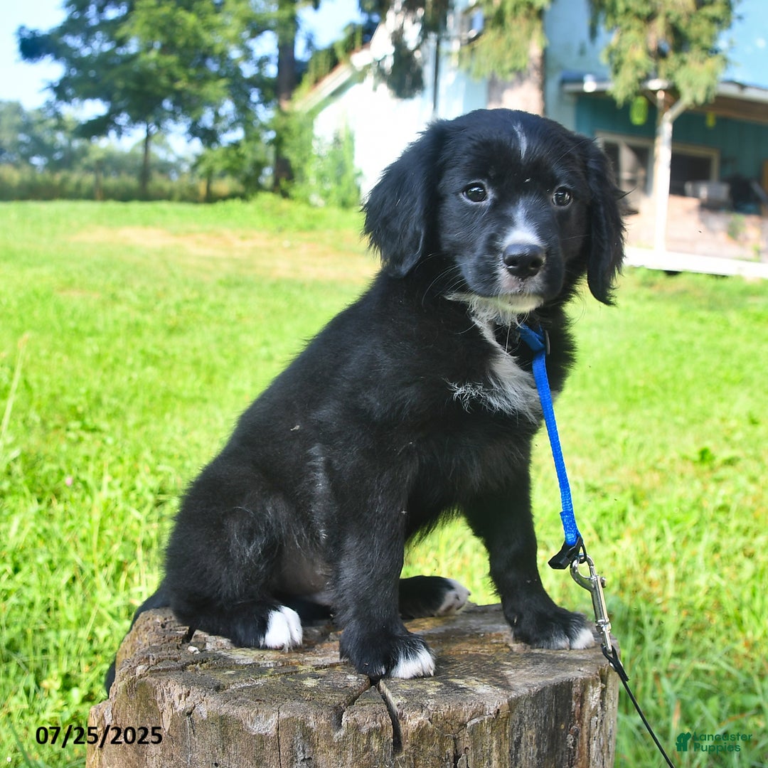 Golden Retriever dogs for sale: Sailor - Image 3