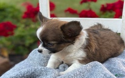 Chihuahua dogs for sale: Seraphina - Image 5