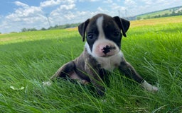 Boxer dogs for sale: River - Image 12