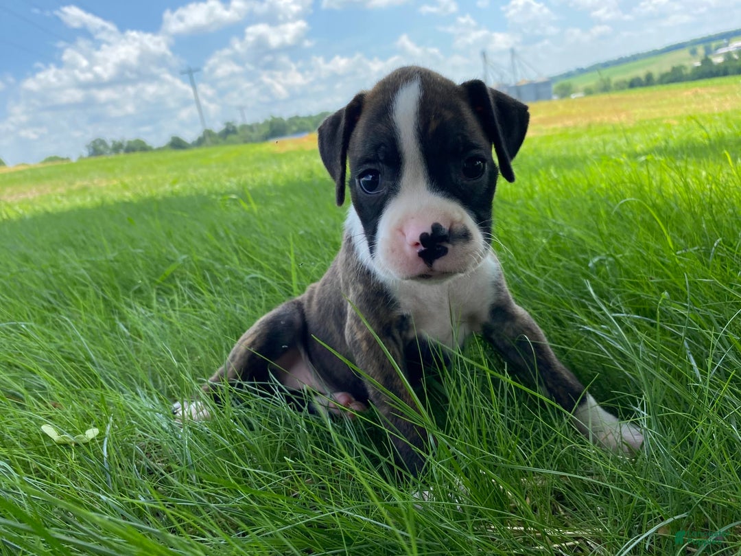Boxer dogs for sale: River - Image 12