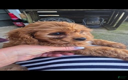 Cavapoo dogs for sale: Theo - Image 6