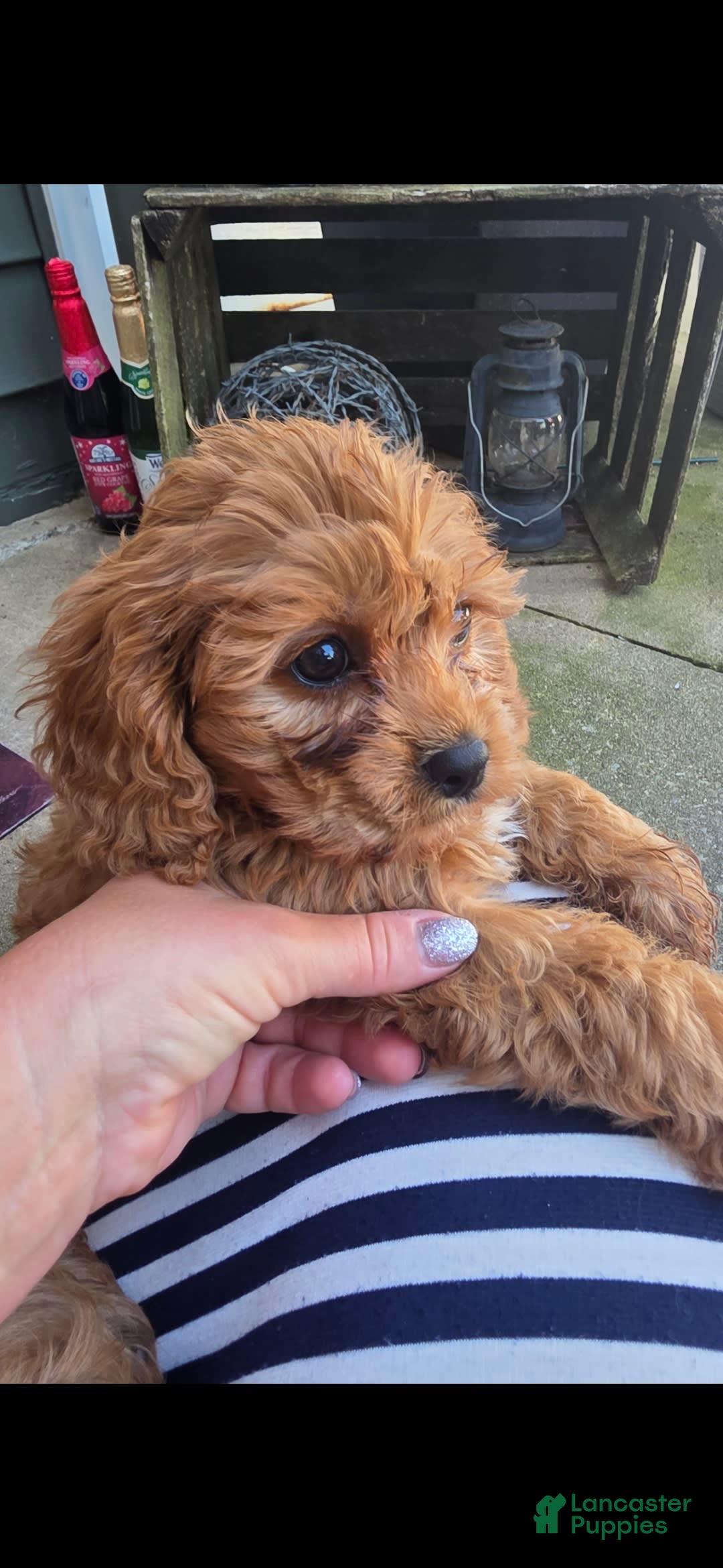 Cavapoo dogs for sale: Theo - Image 6