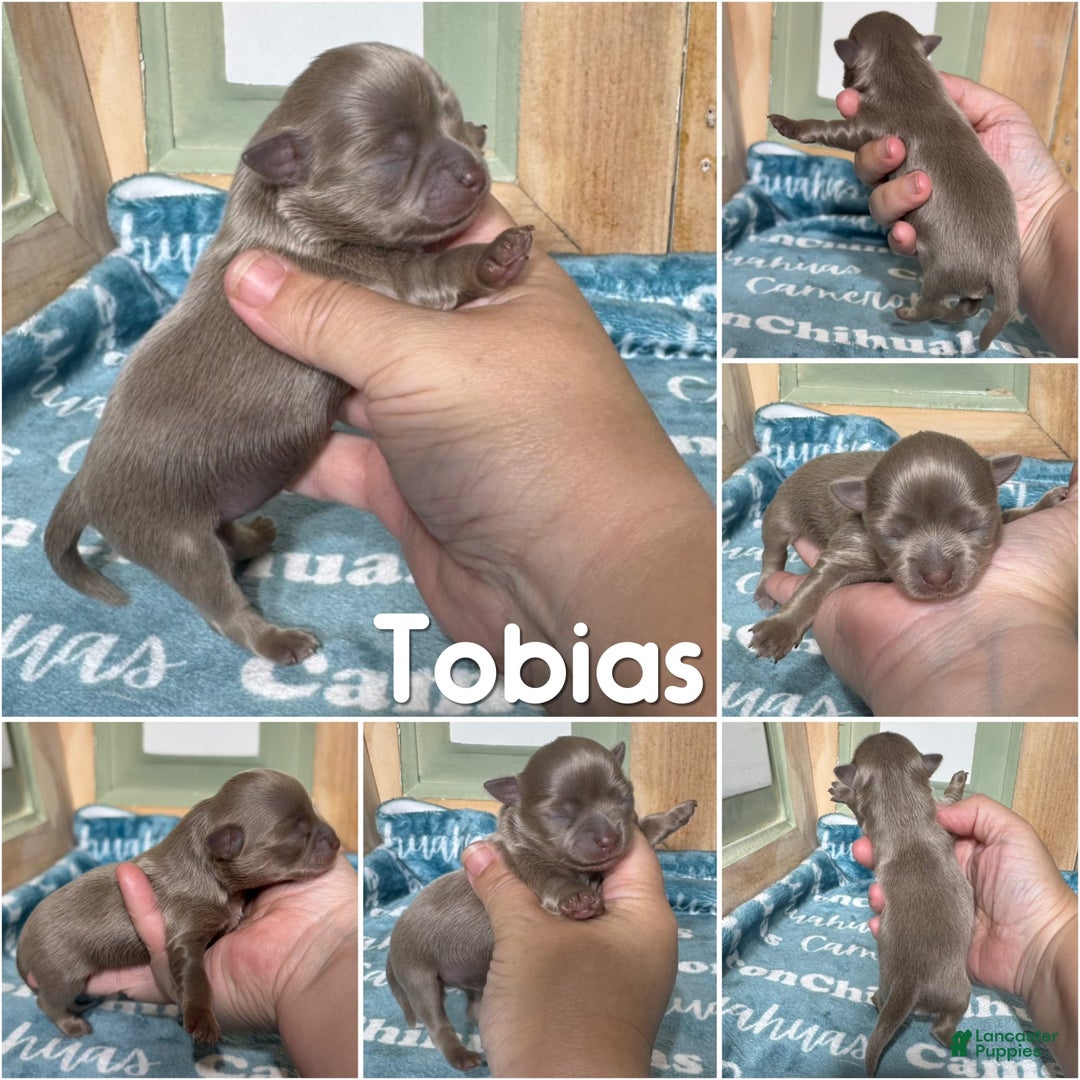 Chihuahua dogs for sale: Tobias Lavender Long Coat - Image 3