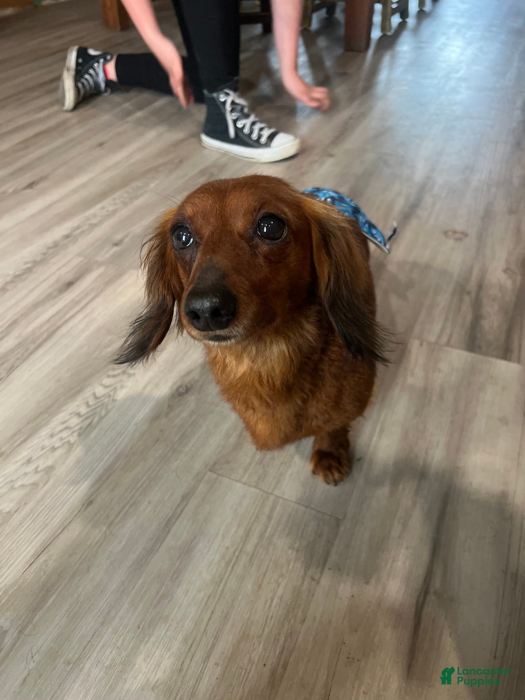 Dachshund dogs for sale: Bonnie - Image 8
