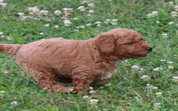  dogs for sale: Mini Goldendoodle 3 puppies - Image 3