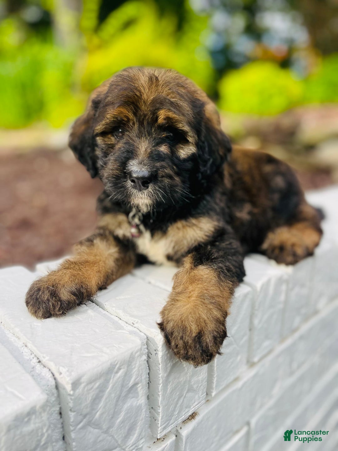 Bernedoodle dogs for sale: 💗 Coconut Bean - Image 2