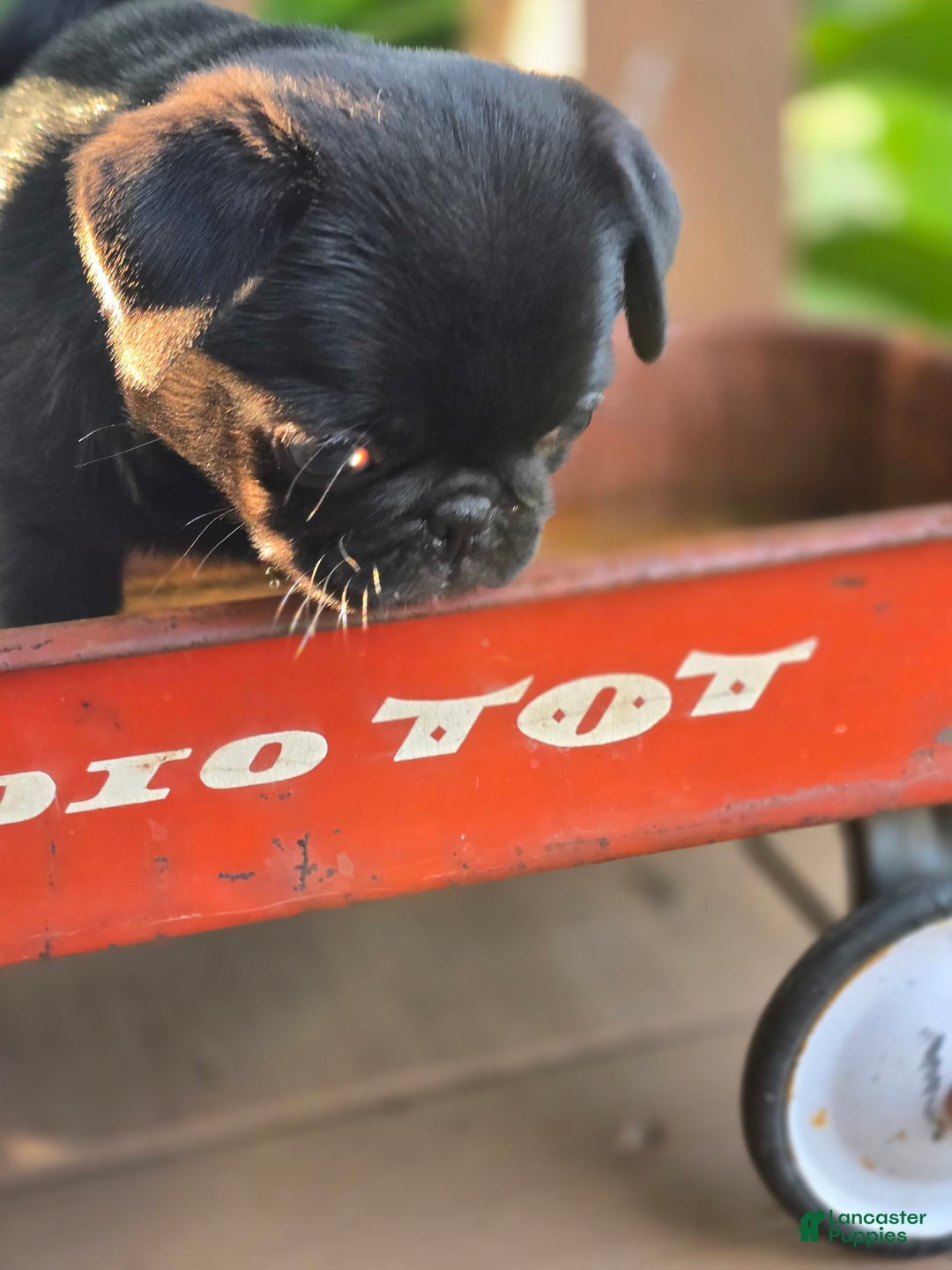 Pug dogs for sale: Lollipop - Image 4