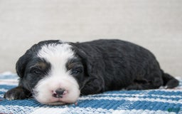 Mini Bernedoodle dogs for sale: Leo - Image 32