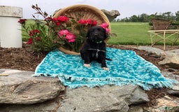 Labradoodle dogs for sale: Green Collar Girl Lil Pokey - Image 6