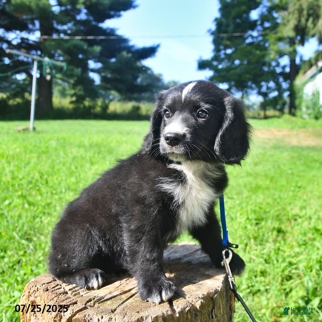 Golden Retriever dogs for sale: Toby - Image 2