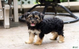 Morkie dogs for sale: Janis - Image 3