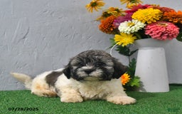 Teddy Bear dogs for sale: Logan - Image 1