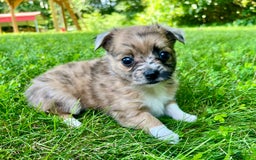 Chihuahua dogs for sale: Finn - Image 10