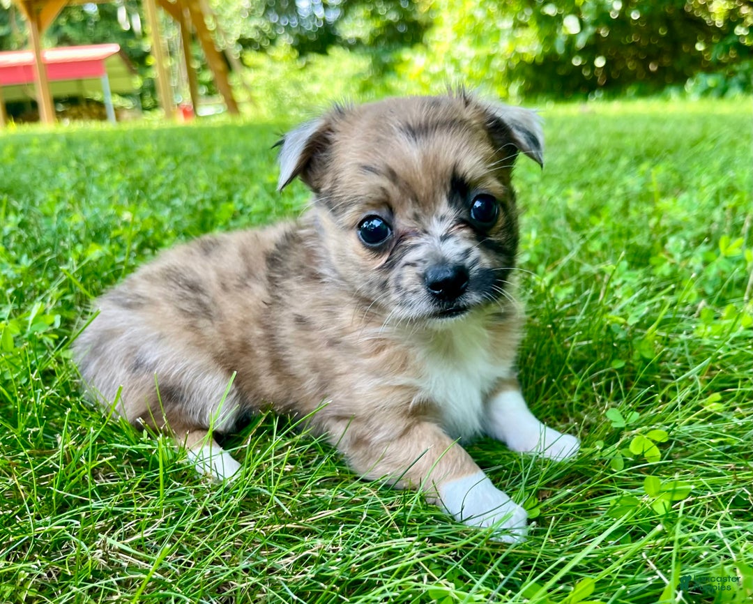 Chihuahua dogs for sale: Finn - Image 10