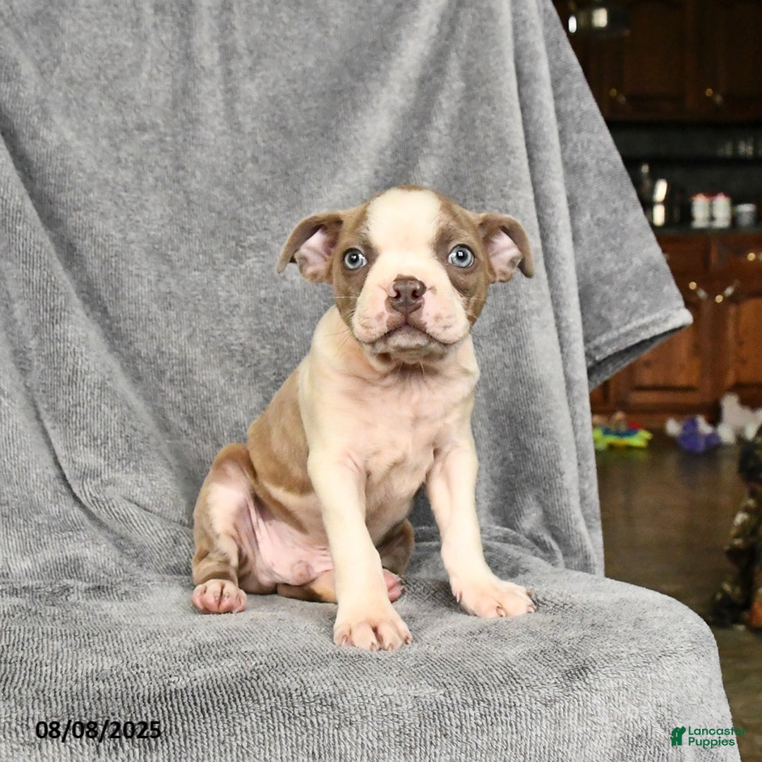 Boston Terrier dogs for sale: Leo - Image 5