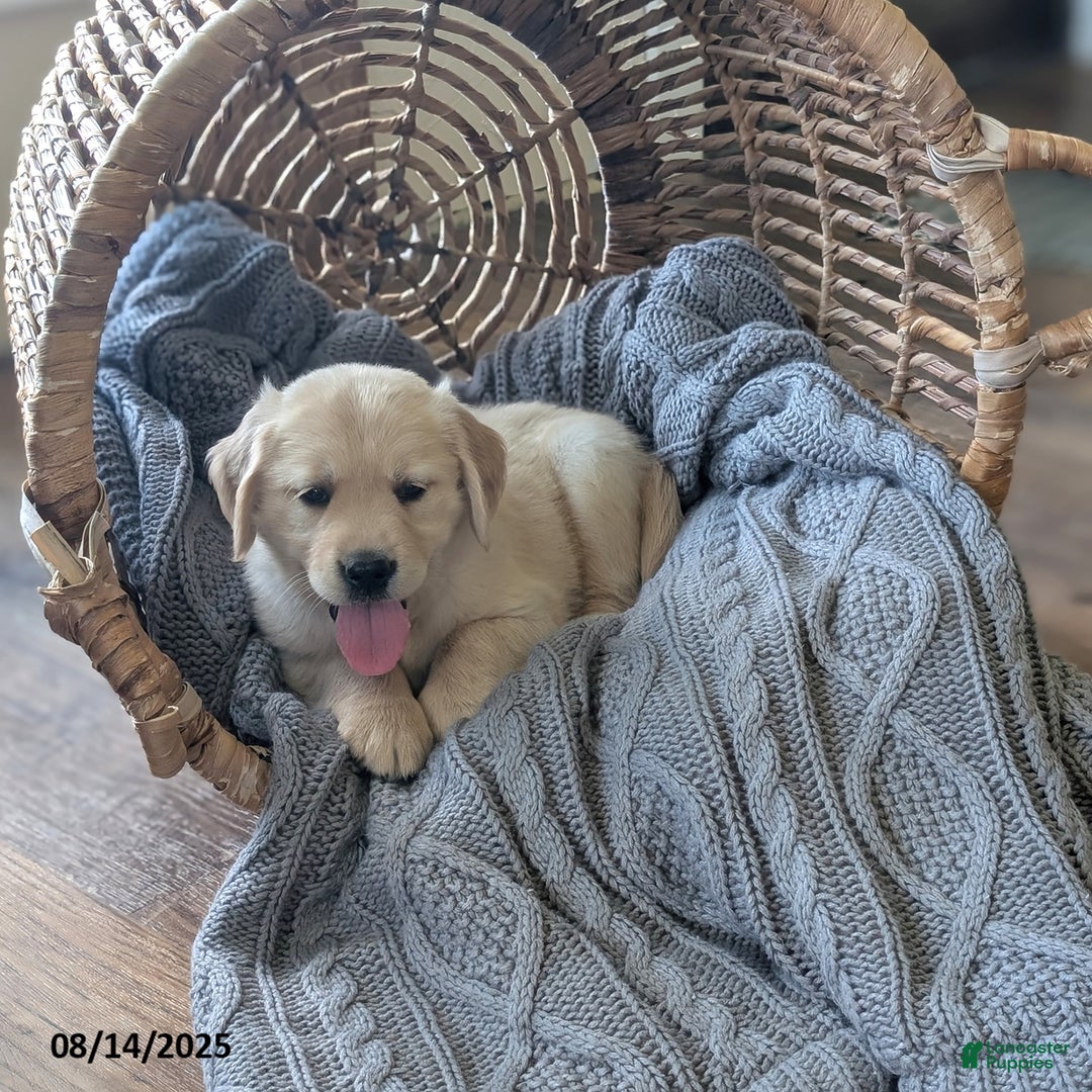 Golden Retriever dogs for sale: Macy - Image 4