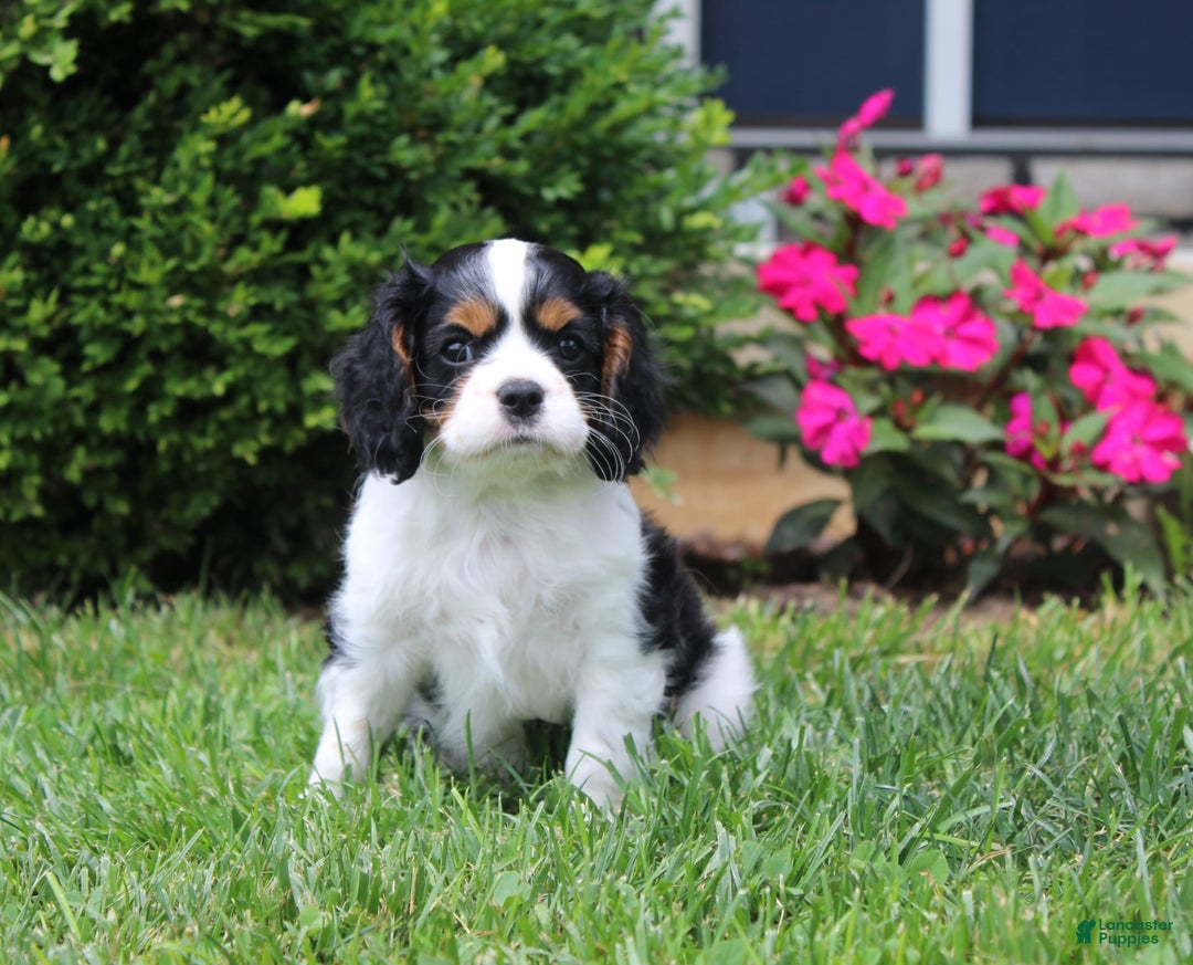 Cavalier King Charles Spaniel dogs for sale: Amigo - Image 2