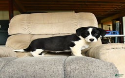 Bernese Mountain Dog dogs for sale: Flo - Image 3