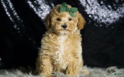 Maltipoo dogs for sale: Dallas - Image 3