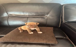 American Bully dogs for sale: Nutella - Image 7