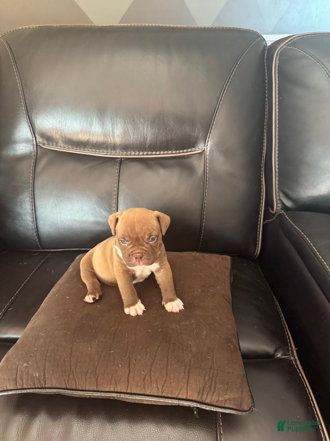 American Bully dogs for sale: Nutella - Image 7