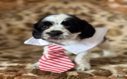 Cocker Spaniel dogs for sale: Oreo - Image 2