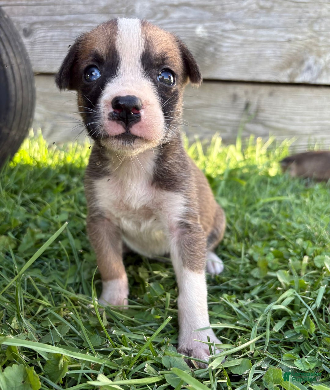 Boxer dogs for sale: Polly - Image 1