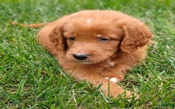 Goldendoodle dogs for sale: River - Image 5