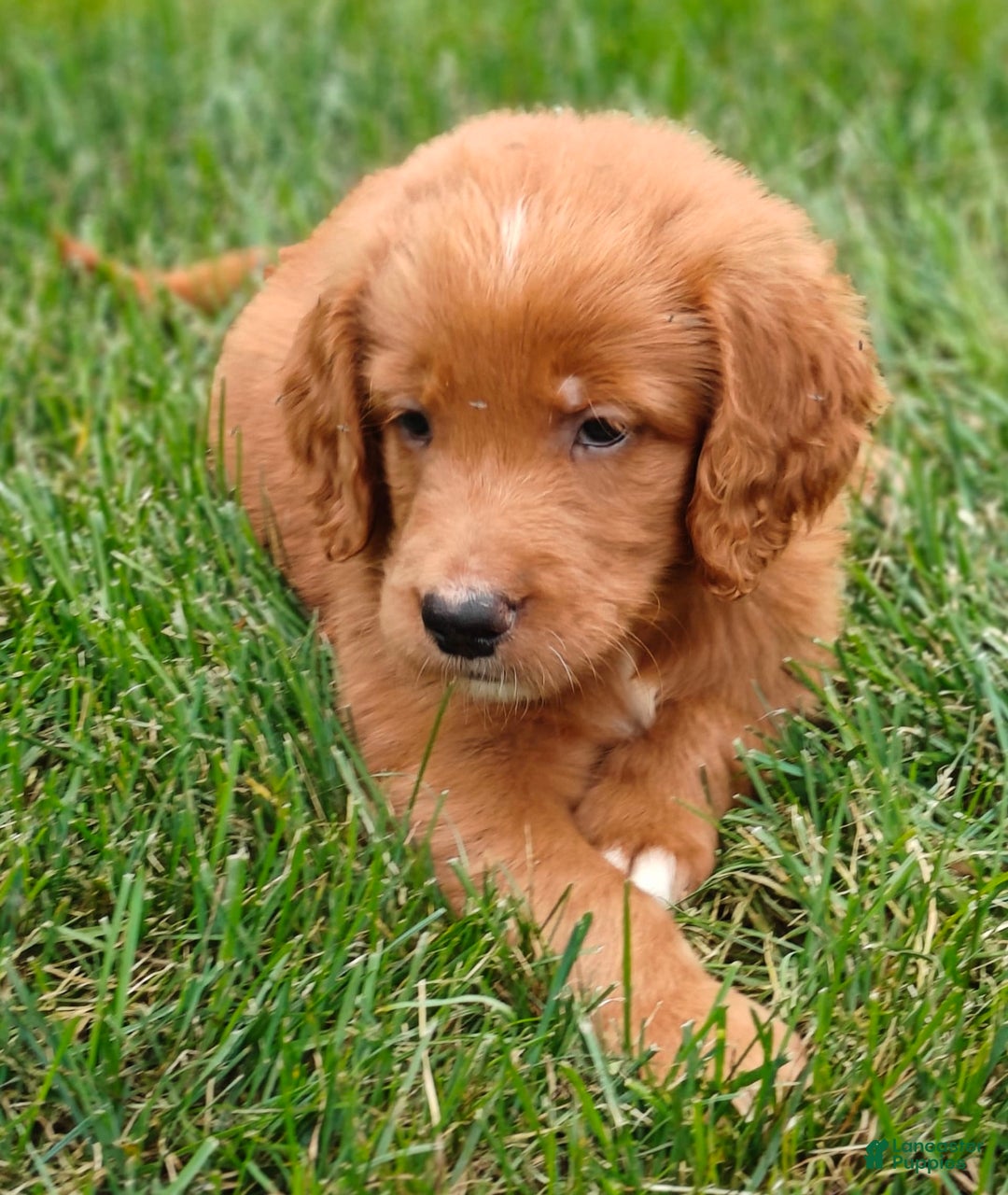 Goldendoodle dogs for sale: River - Image 5
