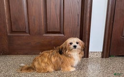 Lhasa Apso dogs for sale: Cora - Image 10