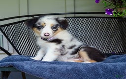 Australian Shepherd dogs for sale: Lacey - Image 2