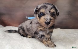 Shetland Sheepdog dogs for sale: Cosmos - Image 2