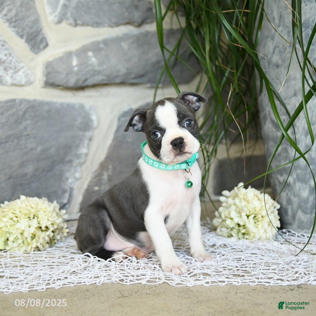 Boston Terrier dogs for sale: Wren - Image 1